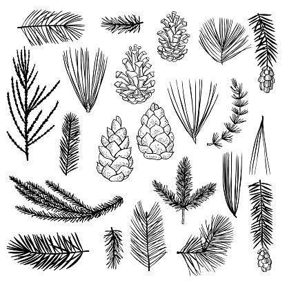 Hand drawn Christmas plants set. Branches and cones of coniferous trees. Vector sketch  illustration.