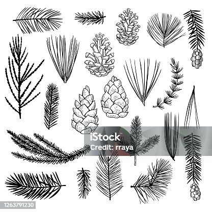 istock Hand drawn Christmas plants set. Vector sketch  illustration. 1263791230