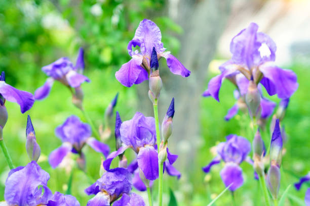 Siberian flowers of Itis Iris sanguinea on a natural green background in spring, selective focus