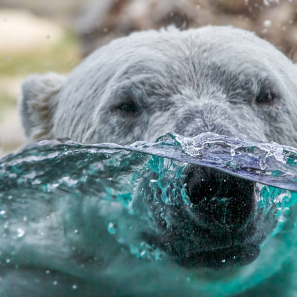 istock Polar bear head behind glass in the water