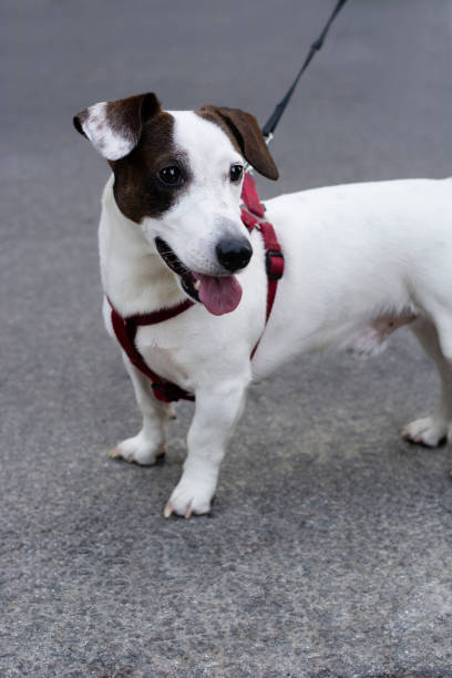 istock Cute Jack Russell Terrier standing on the pavement 1263813629
