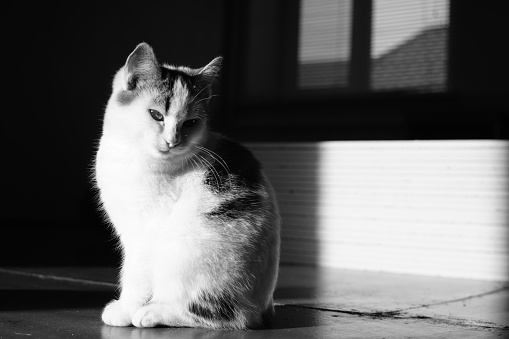 White cat sitting in dark room with light on him and strong shadow.