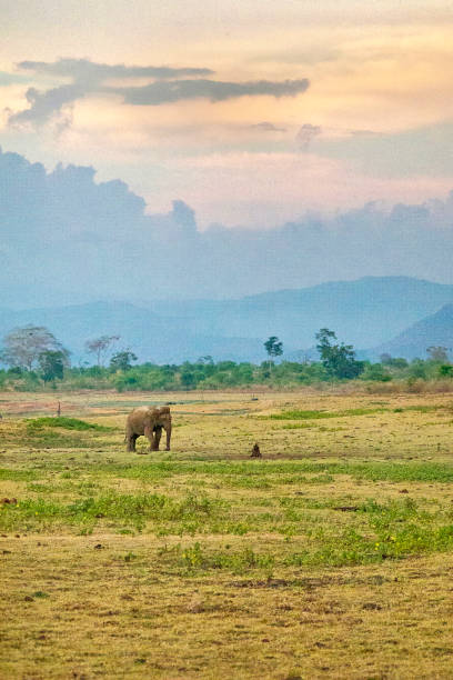 шри-ланки слон, национальный парк удавалаве, шри-ланка - sri lankan elephants стоковые фото и изображения