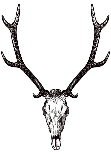 사슴의 두개골과 뿔의 그림 - antler stag deer animal skull stock illustrations