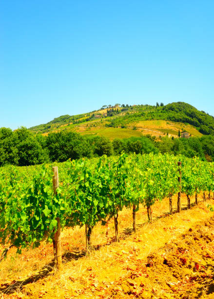 istock Vineyard landscape of Italy. 1263819393