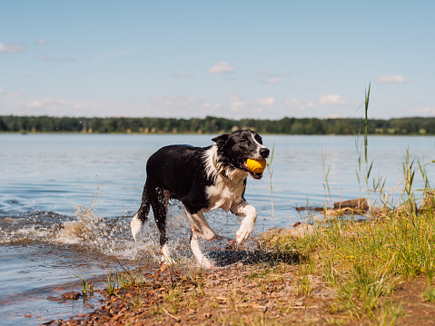 Dog playing fetch on the beach of a lake with his ball\nSummer portraits of Jussi out beautiful rescue Border collie mix