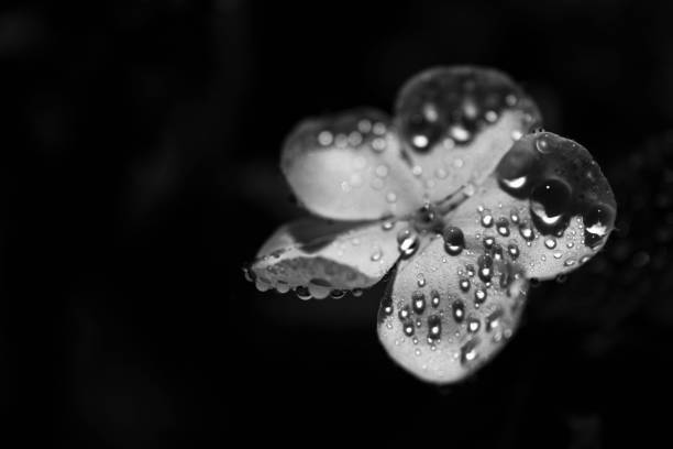Trendy wallpaper. Flowers in black and white