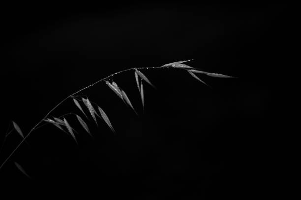 istock Trendy wallpaper. Flowers in black and white 1263822172