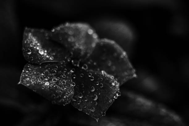 istock Trendy wallpaper. Flowers in black and white 1263822208