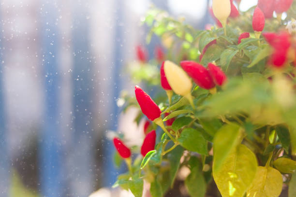 red chili pepper on balcony. Summer nature view.