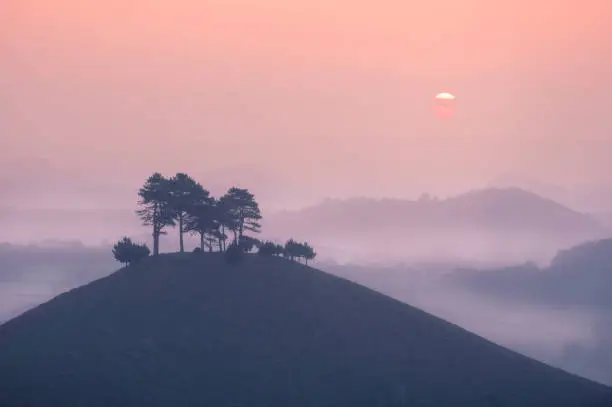 Colmers Hill is one of Dorset’s most iconic locations; the conical hill and clutch of scotch pines that were planted during the First World War.