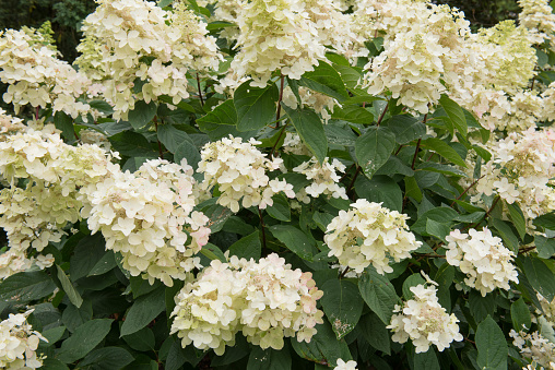 Fly perched on a hydrangea flower in the garden