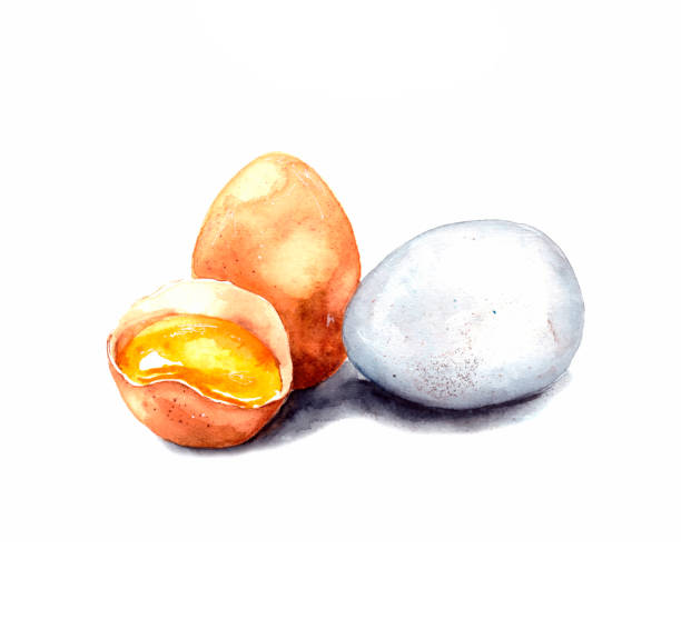 ręcznie rysowana ilustracja akwarelowa. obraz jaj kurzych na białym tle. białe i brązowe jajko kurze. całe i rozbite jajko z żółtkiem. odizolowany - eggs fried egg egg yolk isolated stock illustrations