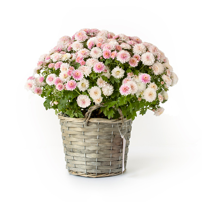 Bouquet of pink chrysanthemums in a braided flowerpot, isolated against white