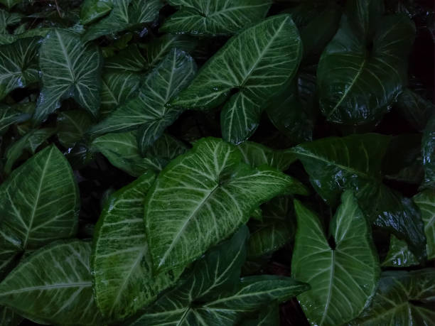 istock Nephthytis flowering plants green Leaves 1263826306