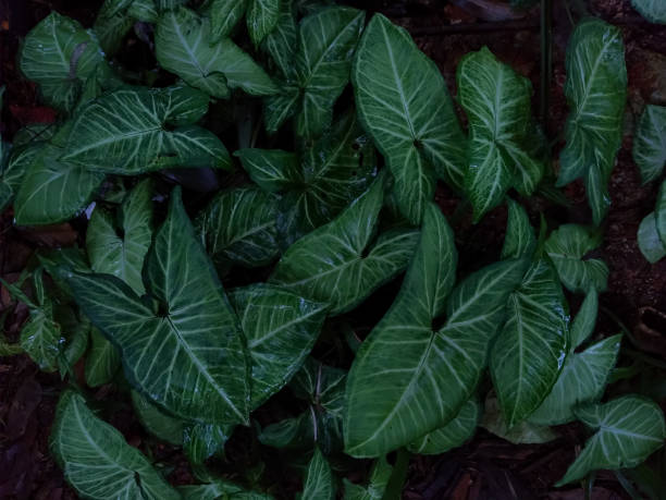 ネフティス開花植物緑の葉 - arrowhead ストックフォトと画像