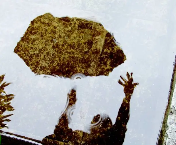 Reflection of a woman in a puddle, trying to hold on to her broken umbrella in rain and wind.