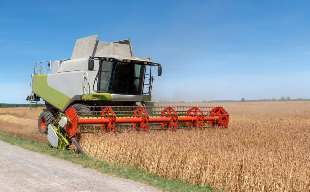 istock Combine harvester harvests a spelt grain field 1263827231