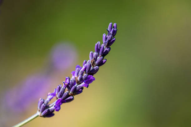 A close up of a lavender flower in the summer sunshine, with a shallow depth of field