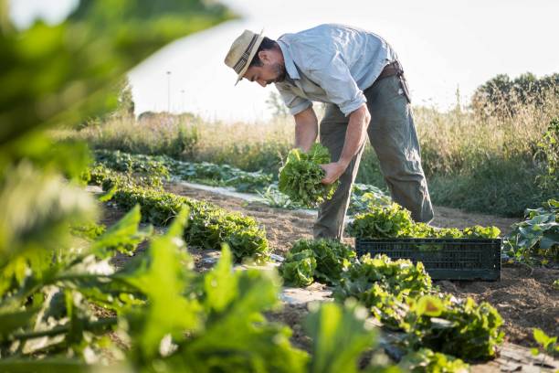 el agricultor cosecha ensalada verde del campo orgánico en la escena rural - farmer salad fotografías e imágenes de stock