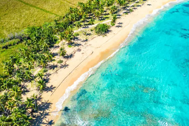 Aerial drone view of beautiful wild caribbean tropical Macao beach with palms. Dominican Republic. Vacation background