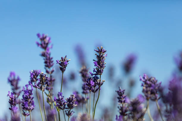istock Lavender Flowers and a Blue Sky 1263832218