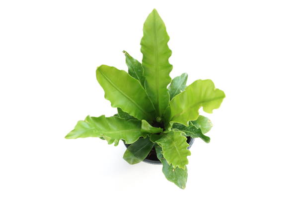 istock Bird's nest fern isolated on white background 1263833154