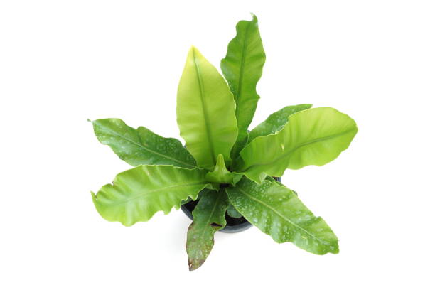 istock Bird's nest fern isolated on white background 1263833238