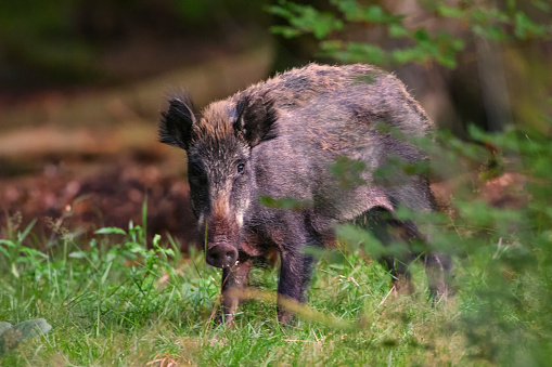 Wild boar in the Veluwe nature reserve in Gelderland, The Netherlands, during a summer evening.