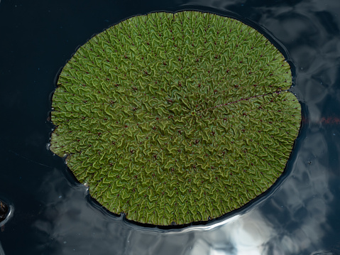 Young leaf of Giant water lily or Victoria Amazonica, clearly see amazing abstract surface pattern and crumpled texture. Giant lotus leaf floating on water surface.