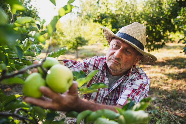 istock Senior Man Picking Up Apples in Orchard 1263837161