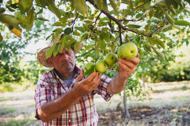istock Senior Man Picking Up Apples in Orchard 1263837170