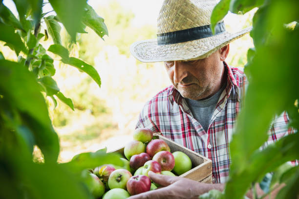 istock Senior Man Picking Up Apples in Orchard 1263837172