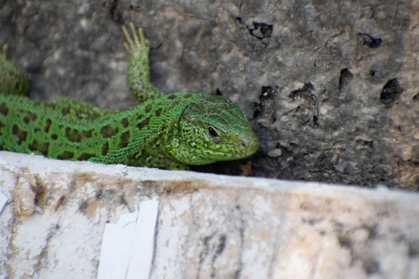istock Green Lizard. Lacerta viridis. Oestliche Emerald Lizard. European green lizard. 1263838456
