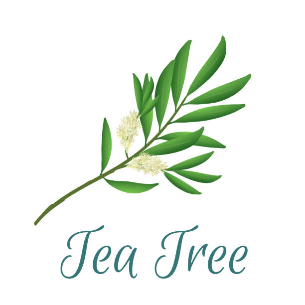 Vector Tea Tree Pictures 40+ Australian Tea Trees Stock Illustrations, Royalty-Free Vector ...