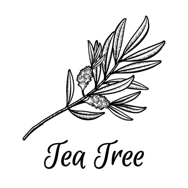 Tea tree branch with flowers and leaves. Malaleuca or tea tree engraved design composition. Vintage vector hand drawn line illustration for use in web design, print or other visual area. Tea tree branch with flowers and leaves. Malaleuca or tea tree engraved design composition. Vintage vector hand drawn line illustration for use in web design, print or other visual area bw01 stock illustrations