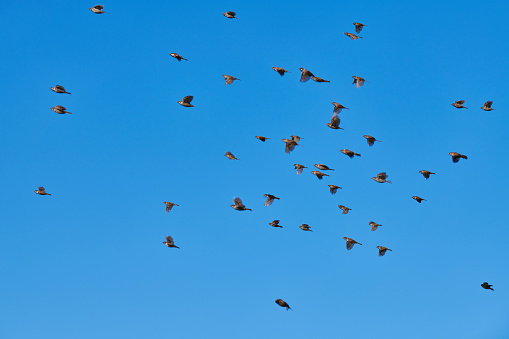 Sparrows flock flies in blue sky. Little urban birds. Sparrows bird wildlife. Birdwatching and ornithology