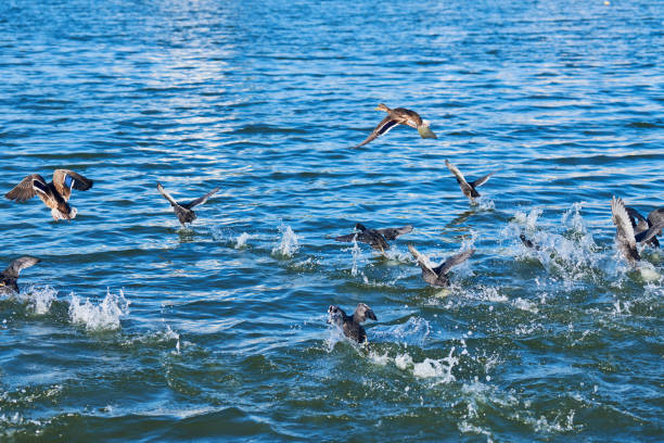 Ducks flock swimming and take off over city lake, copy space. Waterfowl Mallard ducks group on water. Birdwatching and ornithology