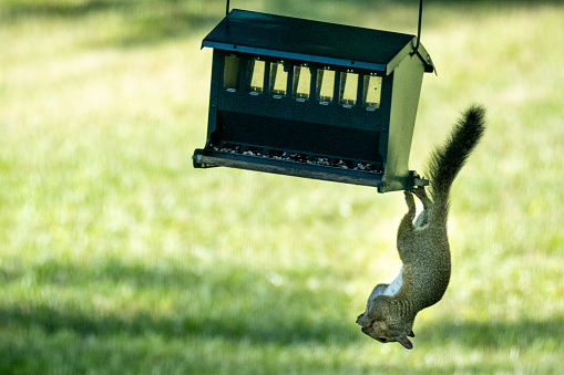 Animal in hunt of food. Rodent on bird feeder. Horizontal outdoor photo