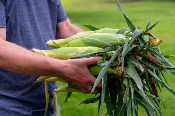 maïs frais cueilli sur l’épi - corn on the cob corn crop food and drink healthy eating photos et images de collection