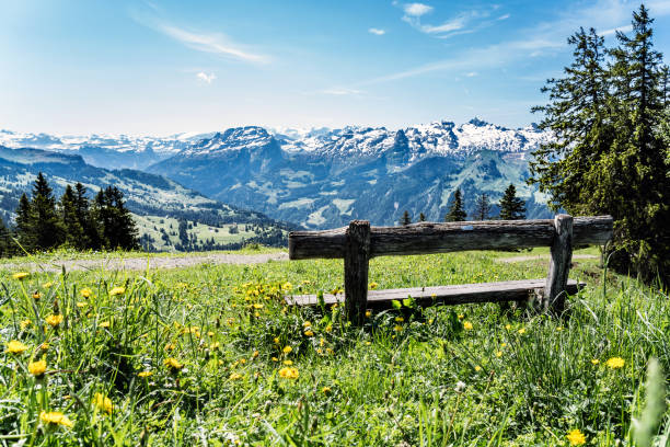 banca del parco sul rotenflue, schwyz, lago di lucerna, alpi, svizzera - dandelion snow immagine foto e immagini stock