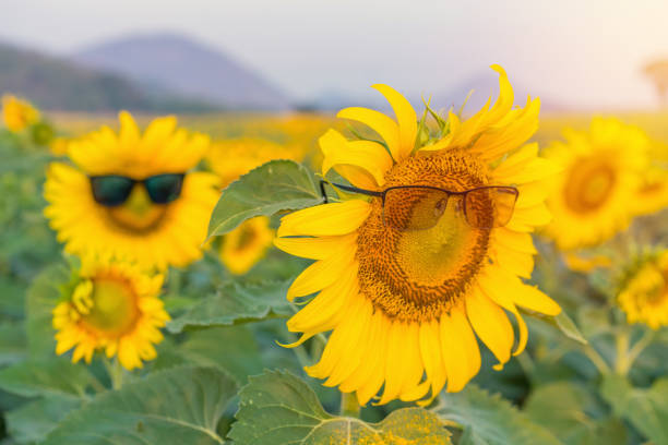 lunettes de soleil de tournesol fleurissant dans le jardin de tournesols - 16017 photos et images de collection