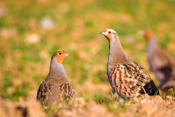 Partridge. Green brown nature background. Bird: Grey Partridge. Perdix perdix. Grey Partridge. Perdix perdix. grey partridge perdix perdix stock pictures, royalty-free photos & images
