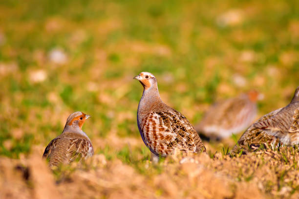 istock Partridge. Green brown nature background. Bird: Grey Partridge. Perdix perdix. 1263843865