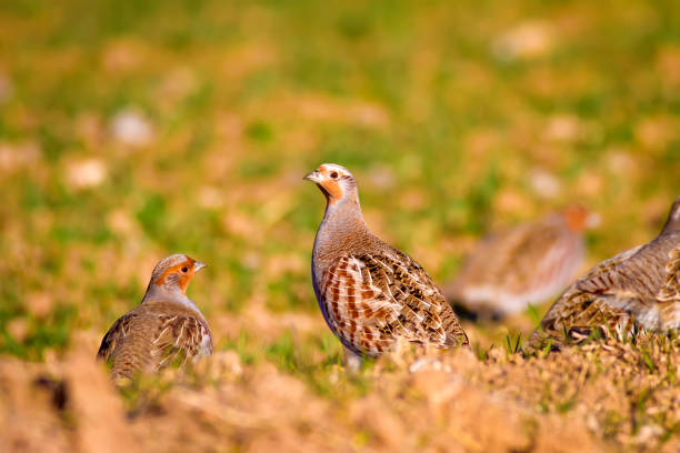 Partridge. Green brown nature background. Bird: Grey Partridge. Perdix perdix. Grey Partridge. Perdix perdix. perdix stock pictures, royalty-free photos & images