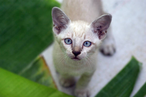 The white kitten staring at us. The expression of doubt