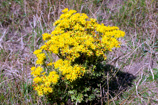 Solidago flowering on a meadow, close up shot, local focus