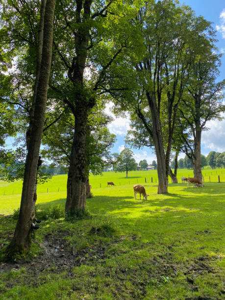 istock Cows on the pasture in Ramsau am Dachstein, Austria. 1263847345