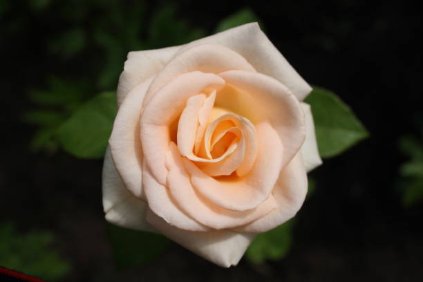 istock Rose in the summer garden 1263847975