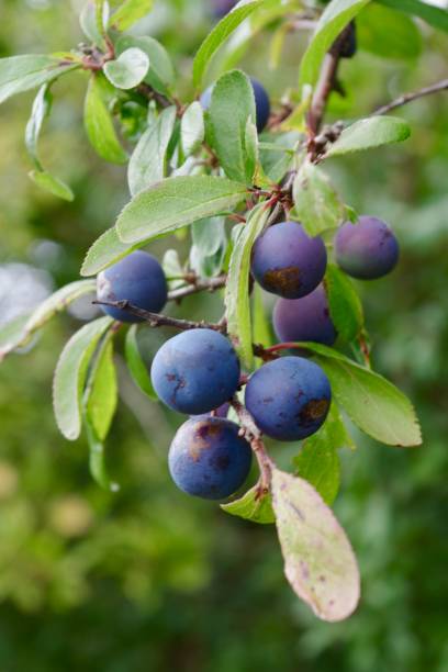 śliwki damsona rosnące na śliwce - damson plum zdjęcia i obrazy z banku zdjęć